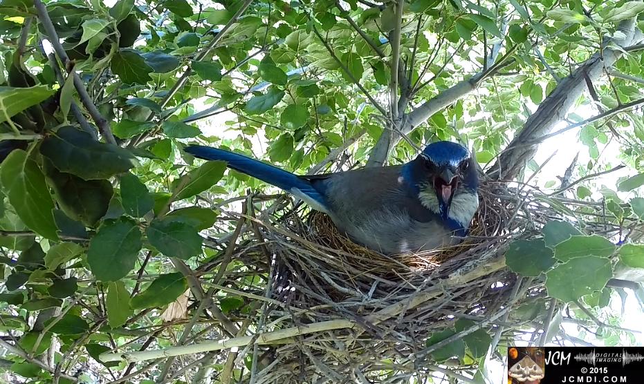 Scrub jay big yawn in Santa Clarita, Ca jcmdi.com